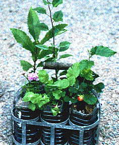jardinet ambulant