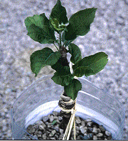 pommier greff&eacute; en classe