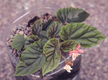 begonia