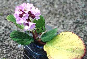 bergenia