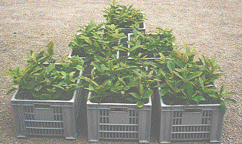 for&ecirc;t