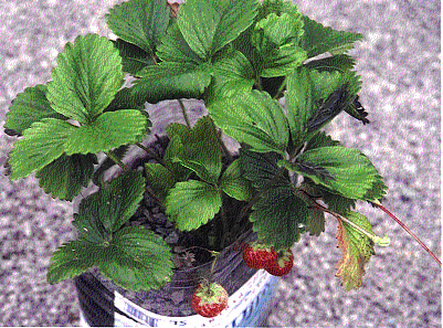 fraisier
