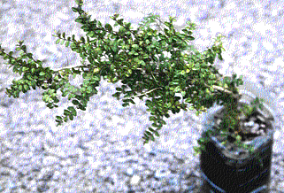 Lonicera 1