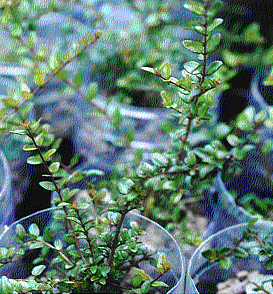 Lonicera 2