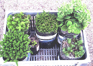 Sedum