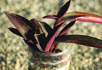 Tradescantia